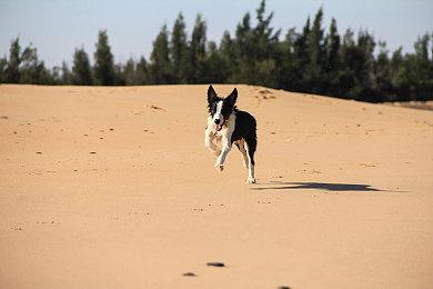 恶搞竞速游戏《懒虫：荣耀手推车》登录Steam平台